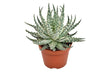 Livraison plante Aloe Mara h15cm - plante grasse d'intérieur