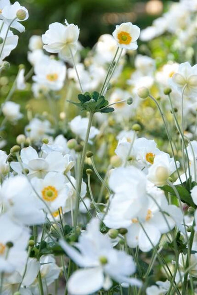 Japansk Anemone (Anemone x hybrida) 'Honorine Jobert'