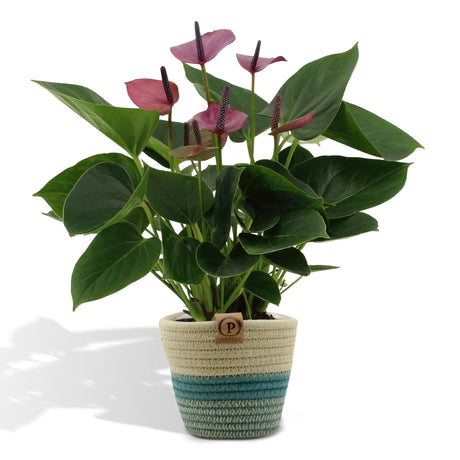 Livraison plante Anthurium andreanum Baby Purple + Pot