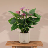 Livraison plante Anthurium andreanum Baby Purple + Pot