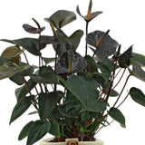 Livraison plante Anthurium andreanum Black Love + Panier