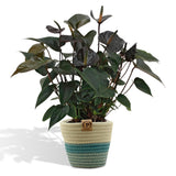 Livraison plante Anthurium andreanum Black Love + Panier