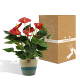 Livraison plante Anthurium andreanum Diamond Red + Panier