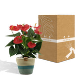 Livraison plante Anthurium andreanum Esudo + Panier