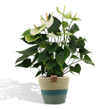 Livraison plante Anthurium andreanum Namora et son pot