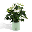 Livraison plante Anthurium andreanum Namora + Pot