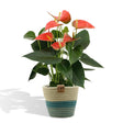 Livraison plante Anthurium andreanum Prince of Orange + Panier