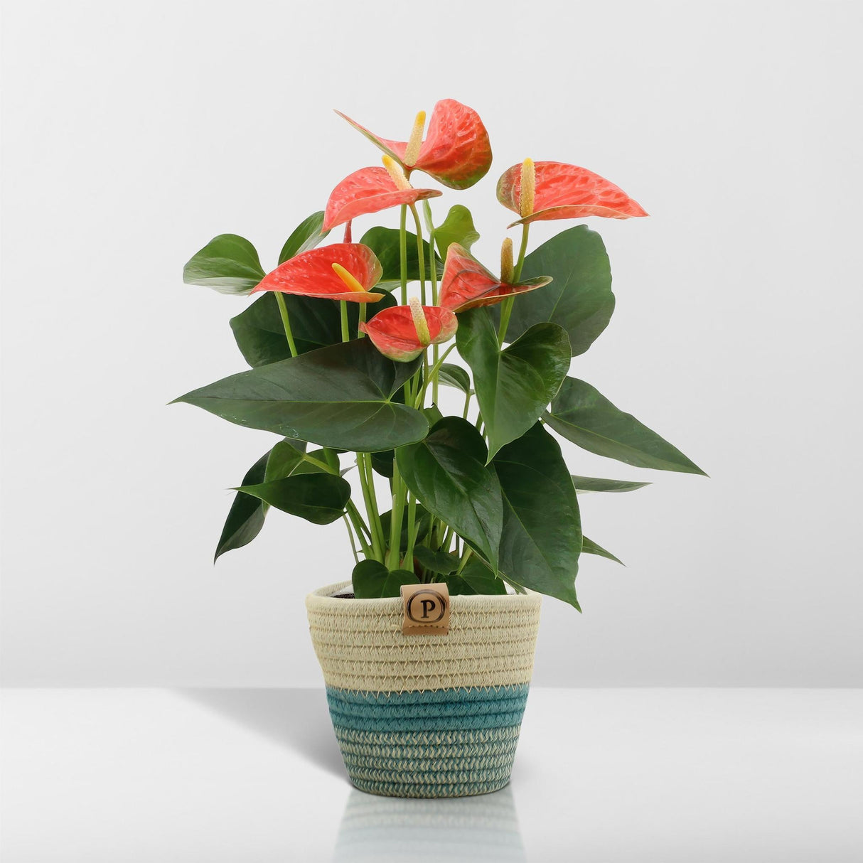 Livraison plante Anthurium andreanum Prince of Orange + Panier