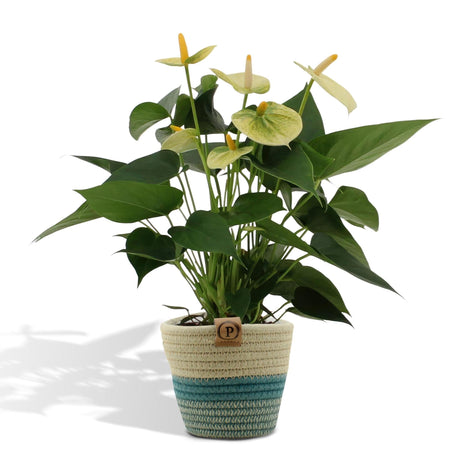 Livraison plante Anthurium andreanum Vanilla et son pot