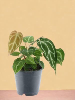 Livraison plante Anthurium Chrystallinum P12