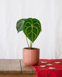 Livraison plante Anthurium Clarinervium