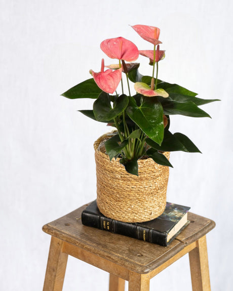 Livraison plante Anthurium pêche rosée