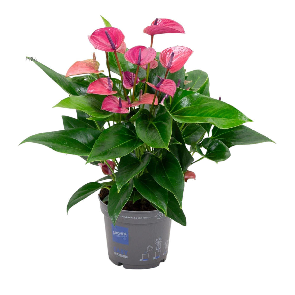 Livraison plante Anthurium rose