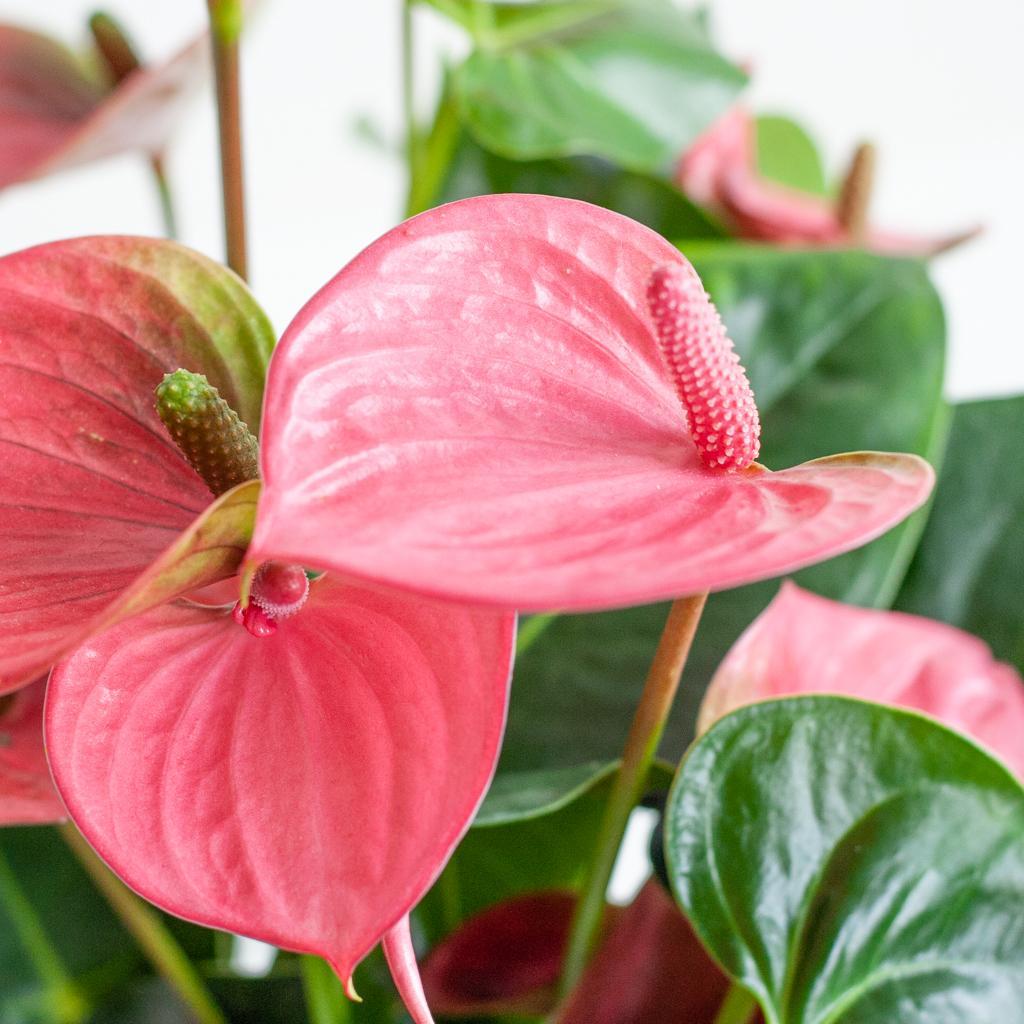 Livraison plante Anthurium Rose et son pot