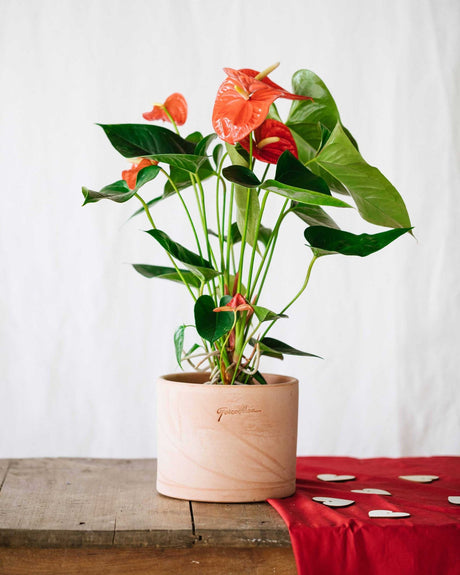 Livraison plante Anthurium Rouge h55cm