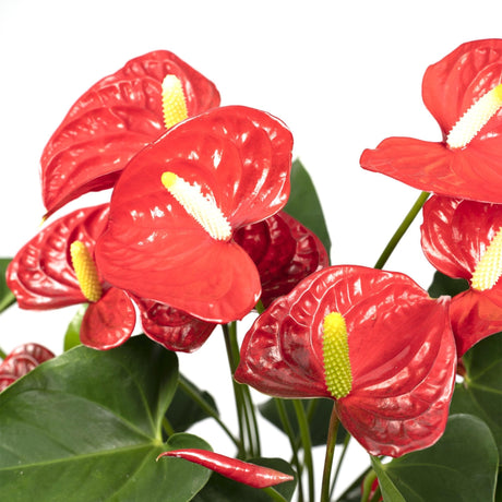 Livraison plante Anthurium Rouge h55cm