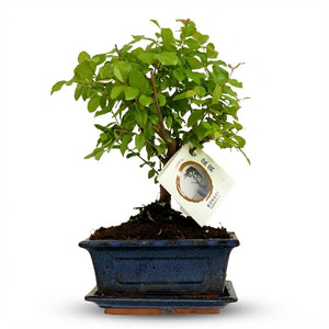 Livraison plante Arbre bonsaï et pot en céramique