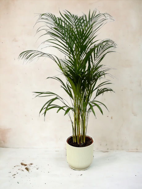 Livraison plante Areca palm - ↨110cm - Ø21cm Pot elho Vibes blanc