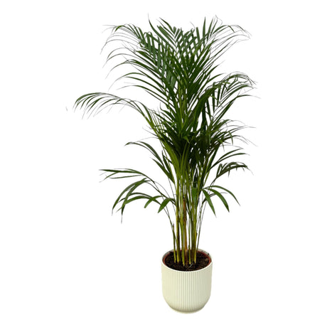 Livraison plante Areca palm - ↨110cm - Ø21cm Pot elho Vibes blanc