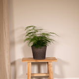 Livraison plante Asparagus Plumosus h45cm