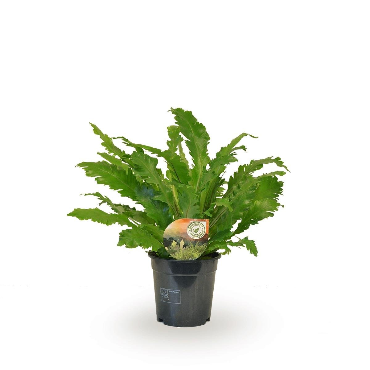 Livraison plante Asplenium 'Campio'