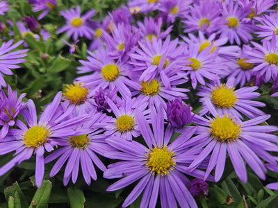 Höstaster Dvärgform (Aster dumosus) 'Prof. Anton Kippenberg'