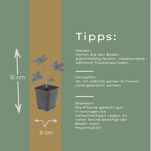 Livraison plante Astrance major