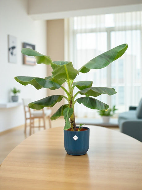 Livraison plante Bananier Musa 100cm et son pot