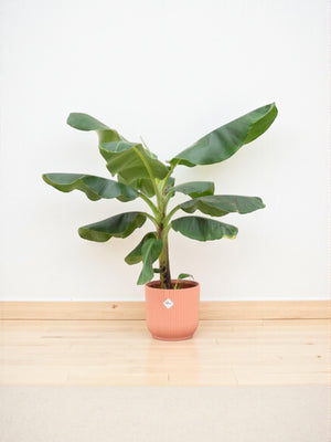 Livraison plante Bananier Musa 100cm et son pot