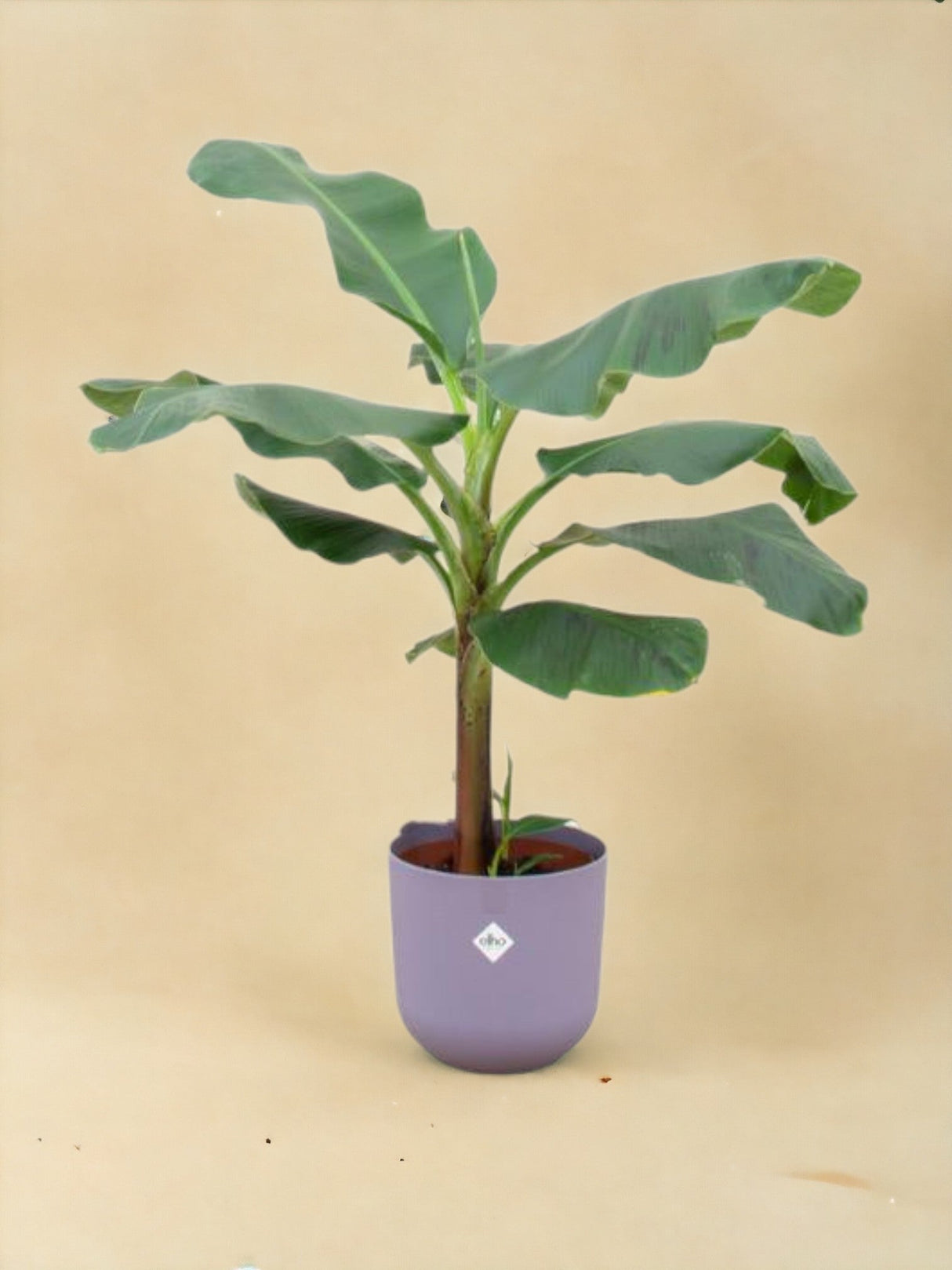 Livraison plante Bananier Musa 120cm et son pot