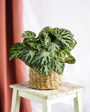 Livraison plante Begonia Silver bijoux