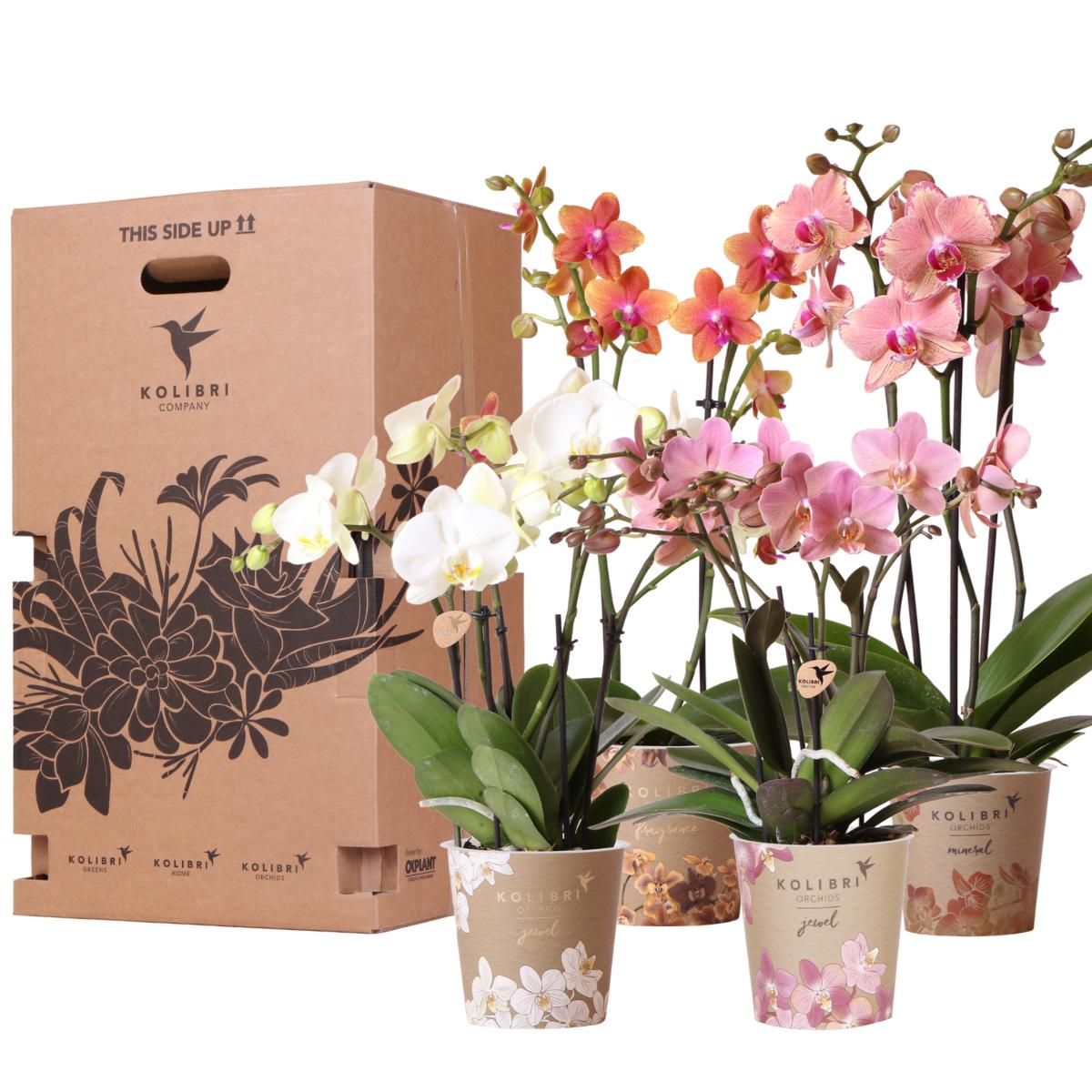 Livraison plante Boîte Surprise Orchidées - 4 variétés