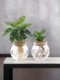 Livraison plante Bolglas Duo Monstera Adansonii/Clusia - 2 stuks - Ø12cm - ↕30 cm