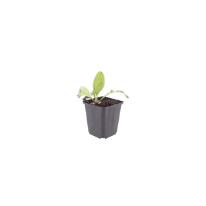 Livraison plante Boule azurée