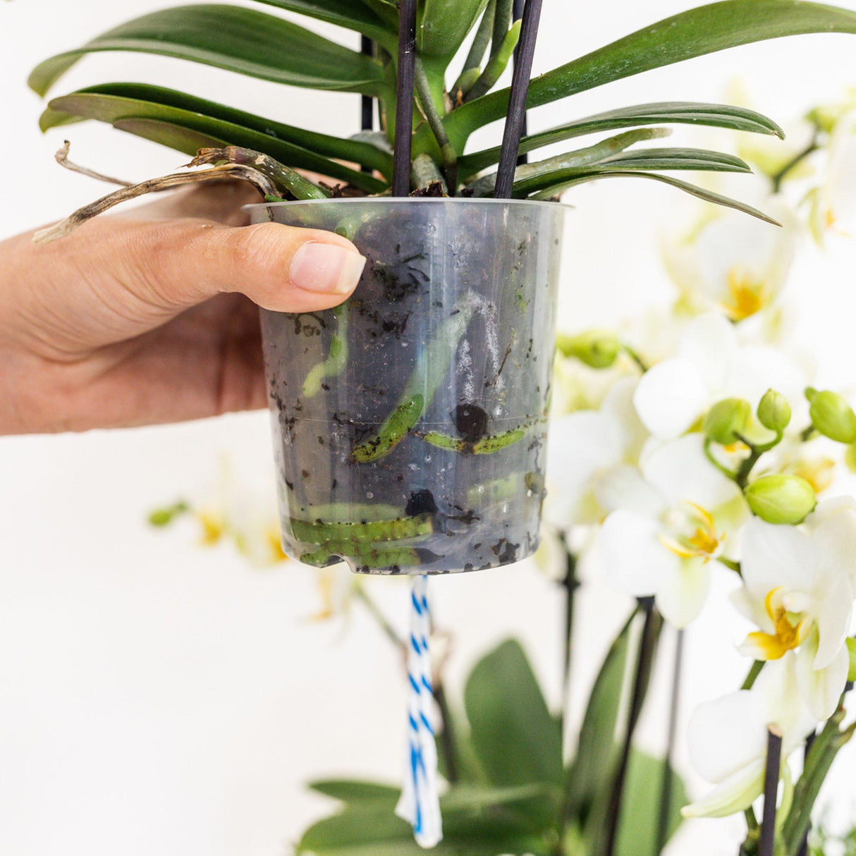 Livraison plante Bouquet d'orchidées blanches en panier coton avec réservoir d'eau