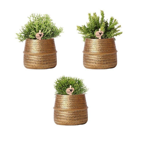 Livraison plante Box 3 Rhipsalis et leurs caches - pots doré - Ø9cm - plante d'intérieur