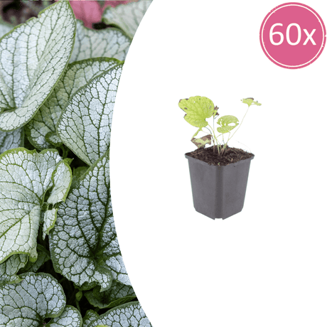 Livraison plante Brunnera Jack frost