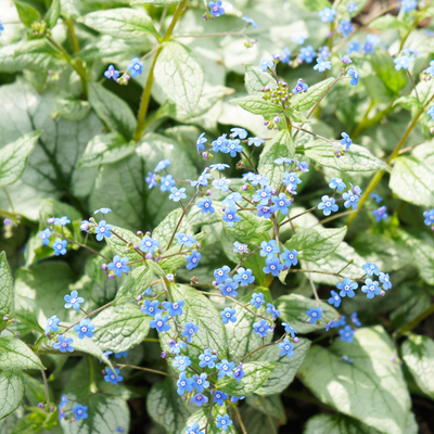 Myosotis Du Kaukasus (Brunnera macrophylla) 'Jack Frost'
