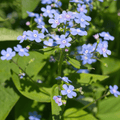 Kaukasisk Förgätmigej (Brunnera macrophylla)