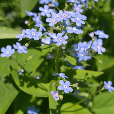 Kaukasisk Förgätmigej (Brunnera macrophylla)