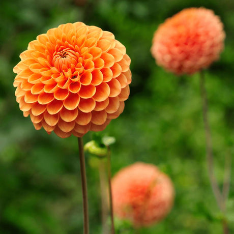 Livraison plante Bulbe de Dahlia Ralphie, fleurs orange scintillantes