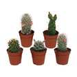 Livraison plante Cactus Fleuri Mélange - Lot de 5