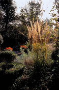 Calamagrostis Akutflora (Calamagrostis x acutiflora) 'Karl Foerster'
