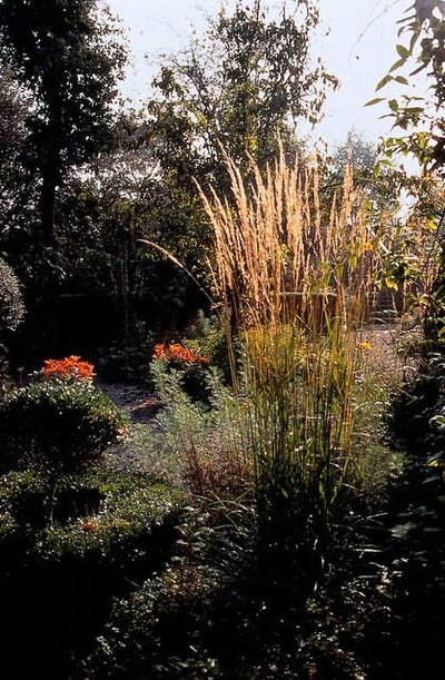 Calamagrostis Akutflora (Calamagrostis x acutiflora) 'Karl Foerster'