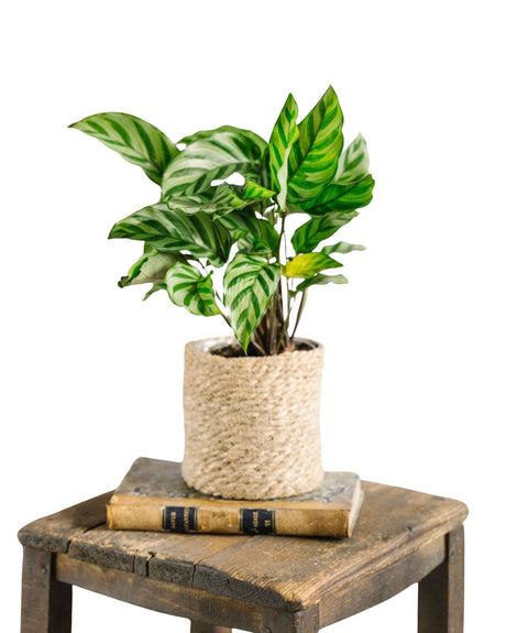 Livraison plante Calathea Freddie