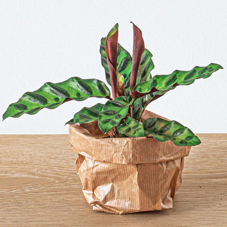 Livraison plante Calathea Lancifolia