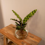 Livraison plante Calathea Lancifolia en hydroculture et son vase en verre h30cm