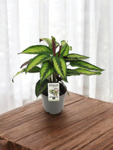 Livraison plante Calathea Majestica