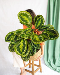 Calathea medaljong