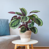 Livraison plante Calathea Medaillon et son pot